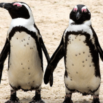 5African_penguins-150x150