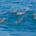 6dolphins-IS-150x150