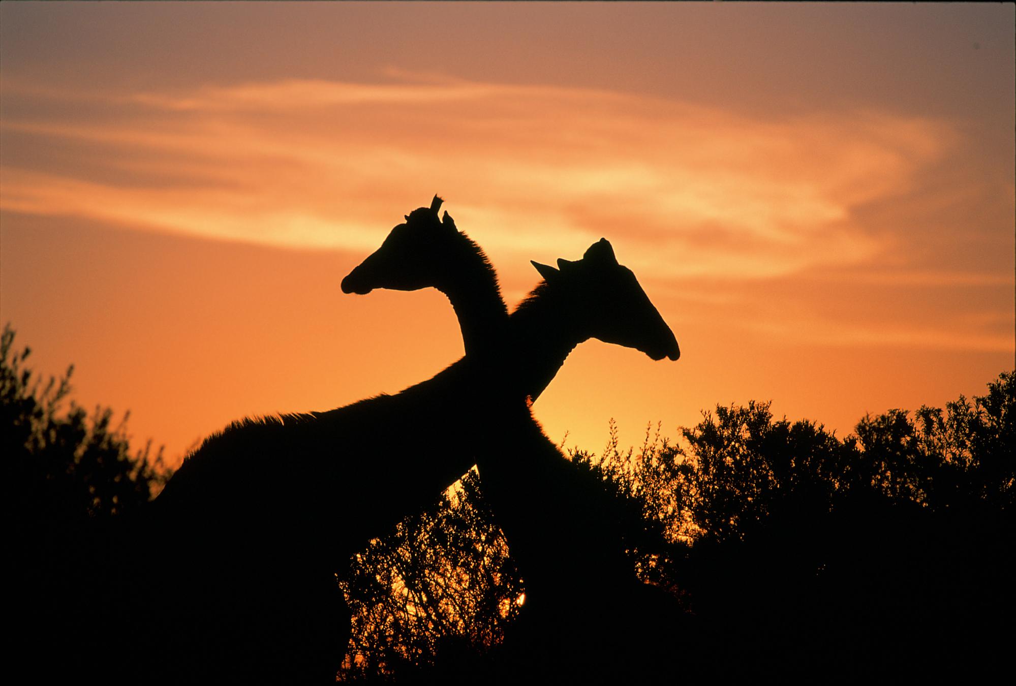 Giraffes at sunset on Naval Hill