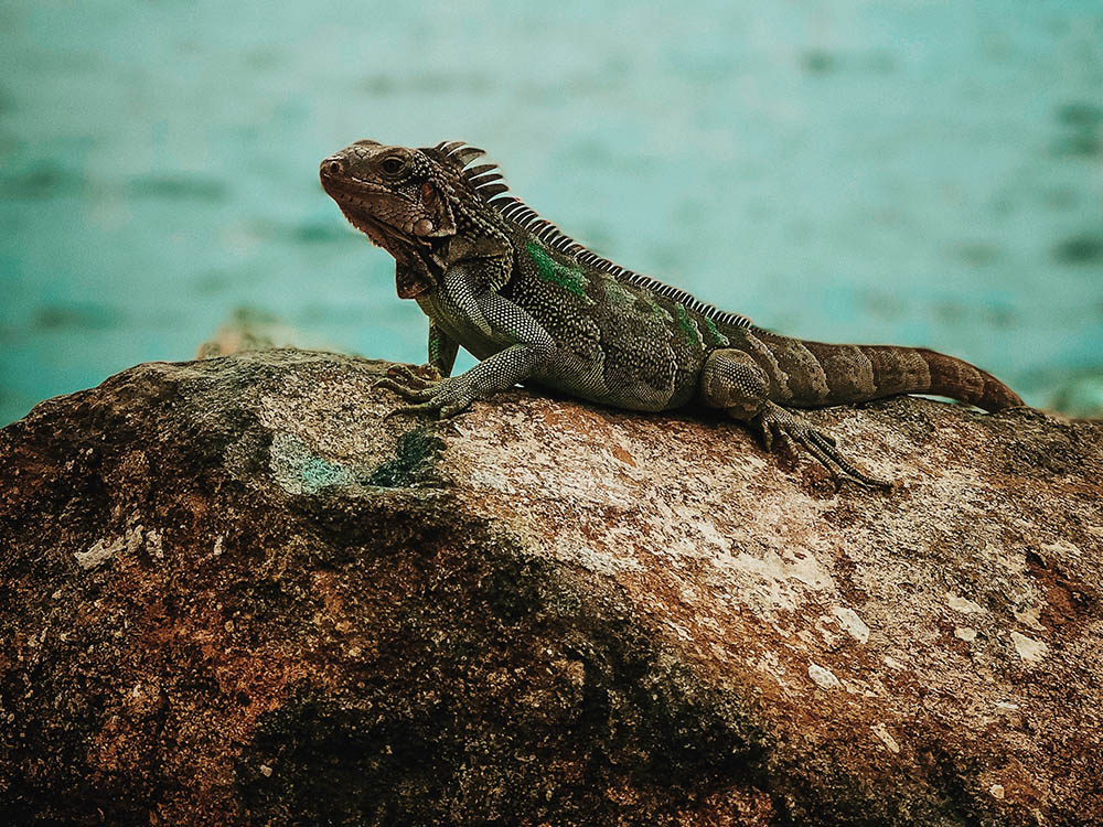 British Virgin Islands