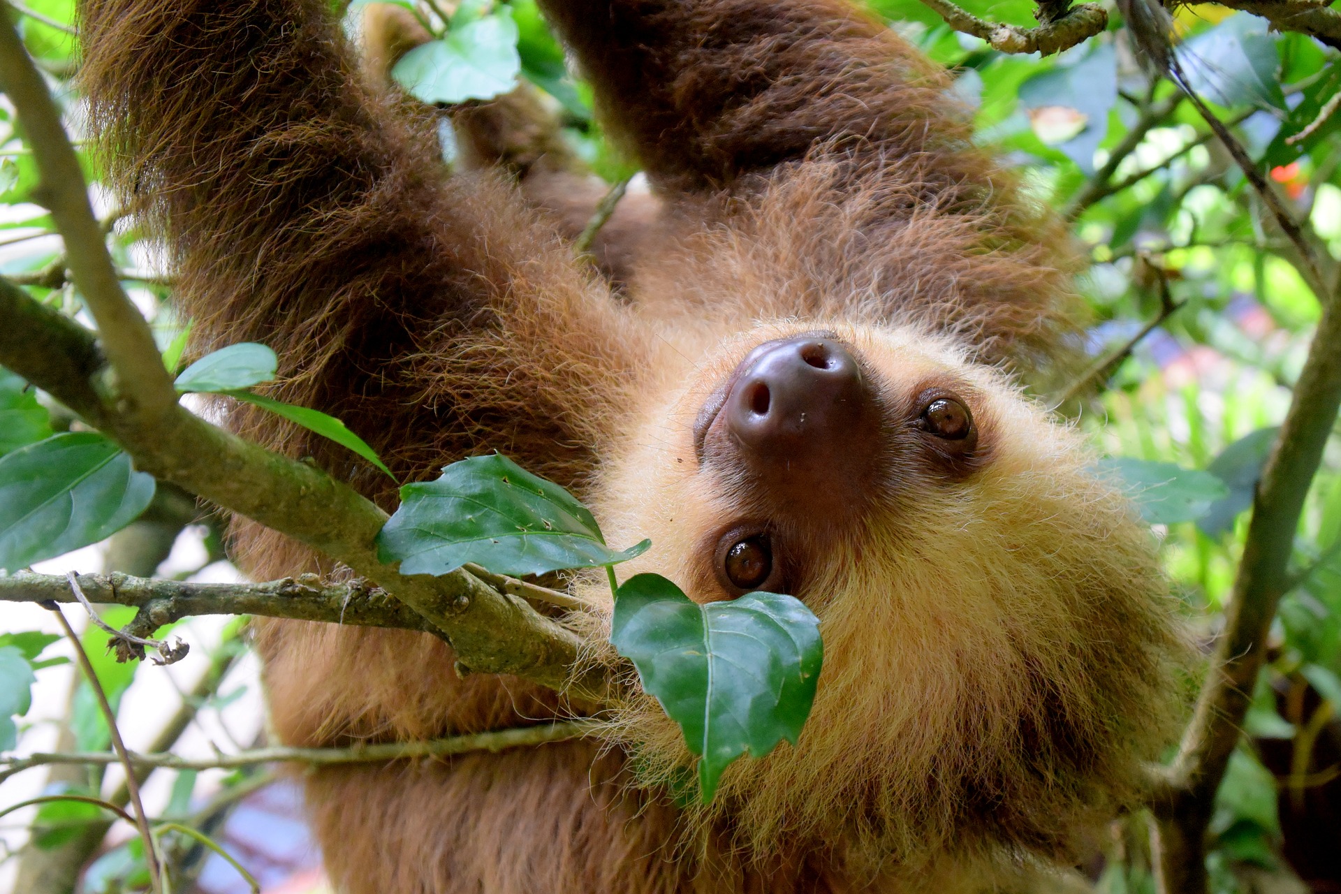 Six Exotic Animals to See in Costa Rica