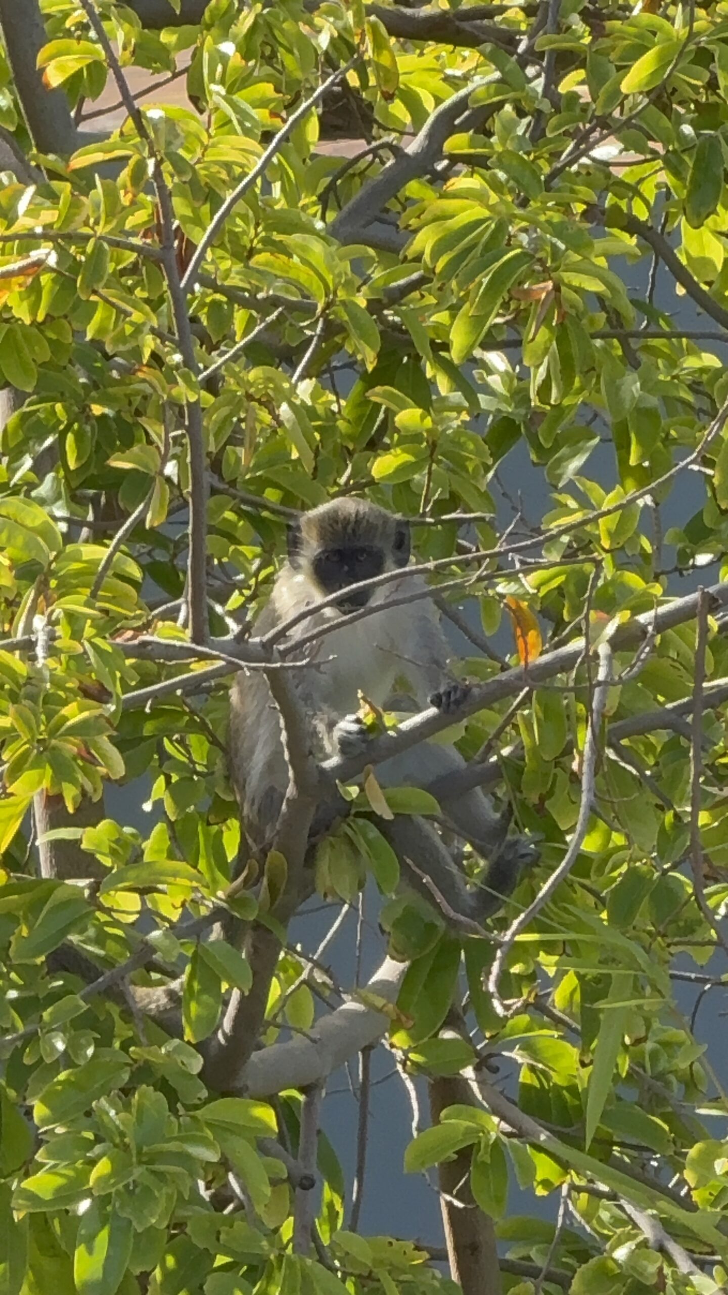 Monkeys and manicured grounds at Park Hyatt St. Kitts